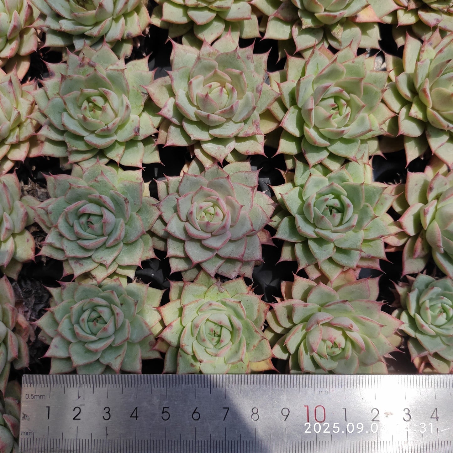 MMY1251 リンドシアナ(6.3cm pot)