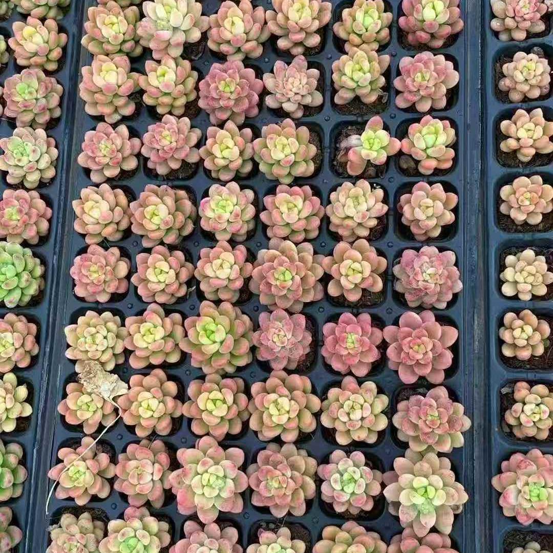 23665 シャングリラ(3cm pot)