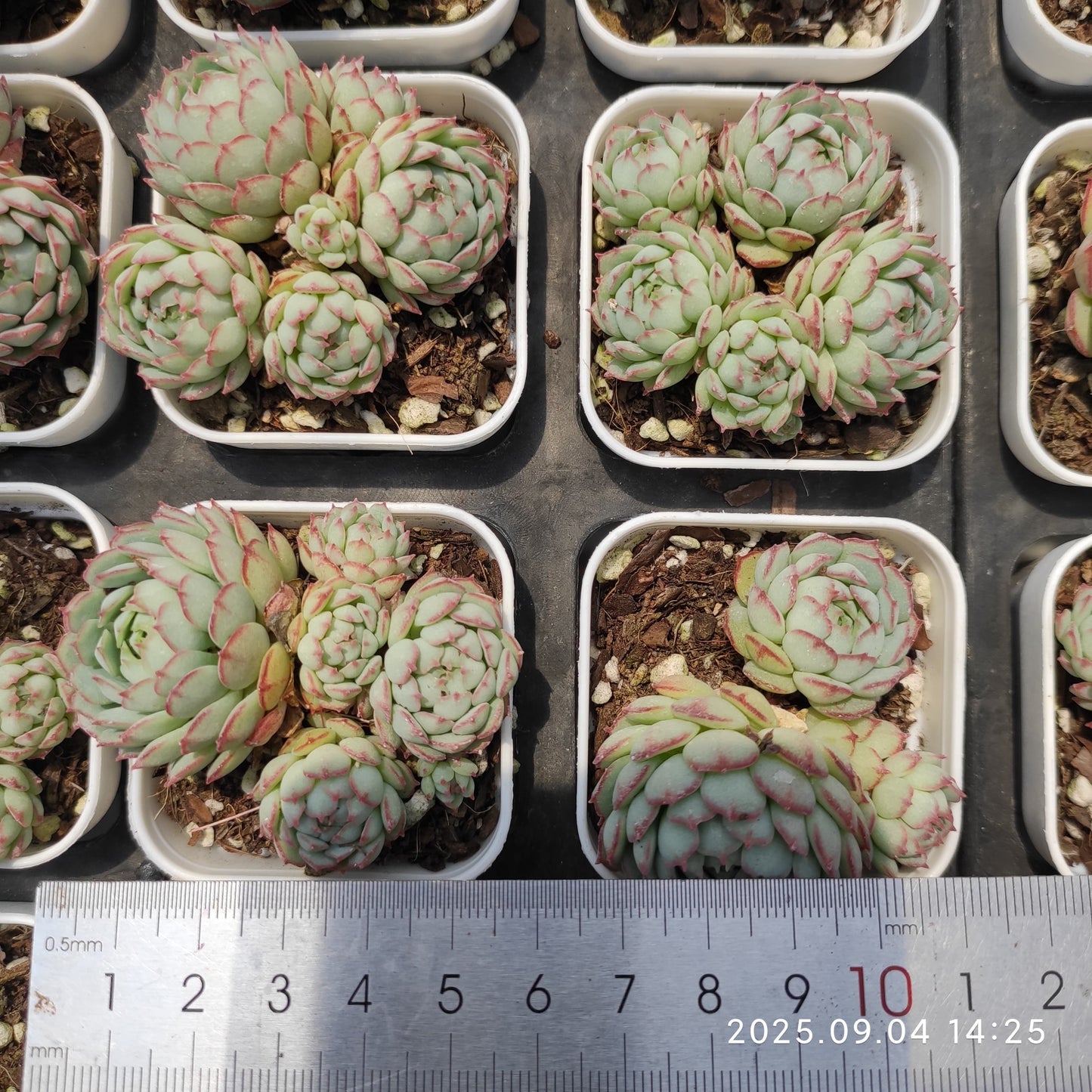 MMY647 オーストラリアキャプテンハイ(5.5cm pot)