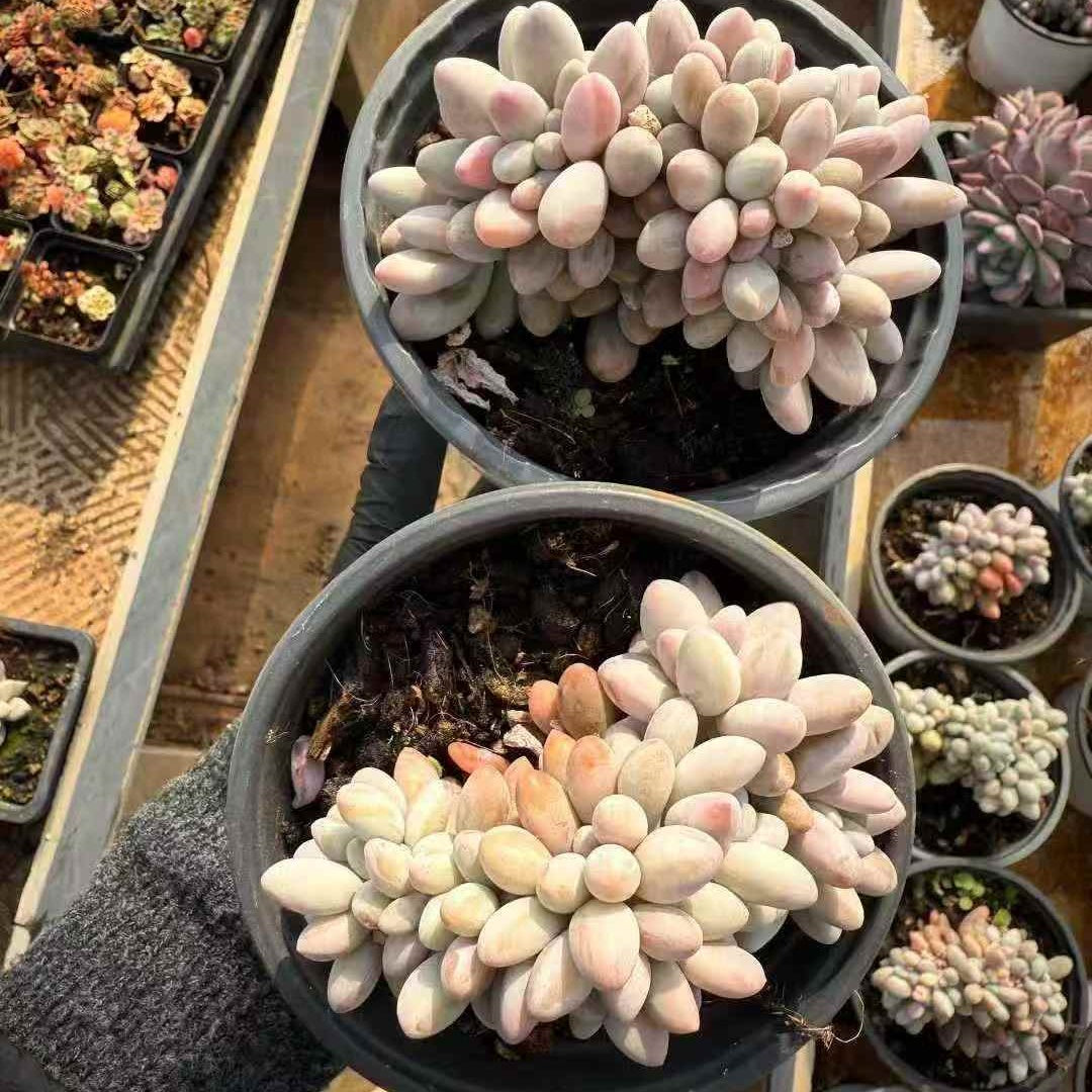 24578 オレンジスノーボール綴化