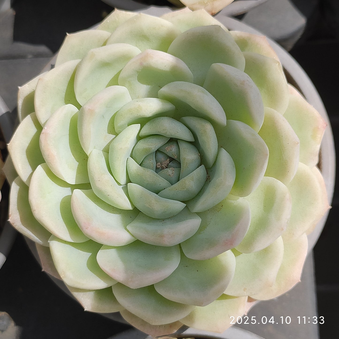 NGN696 ワイト ソーダー(50cm pot)