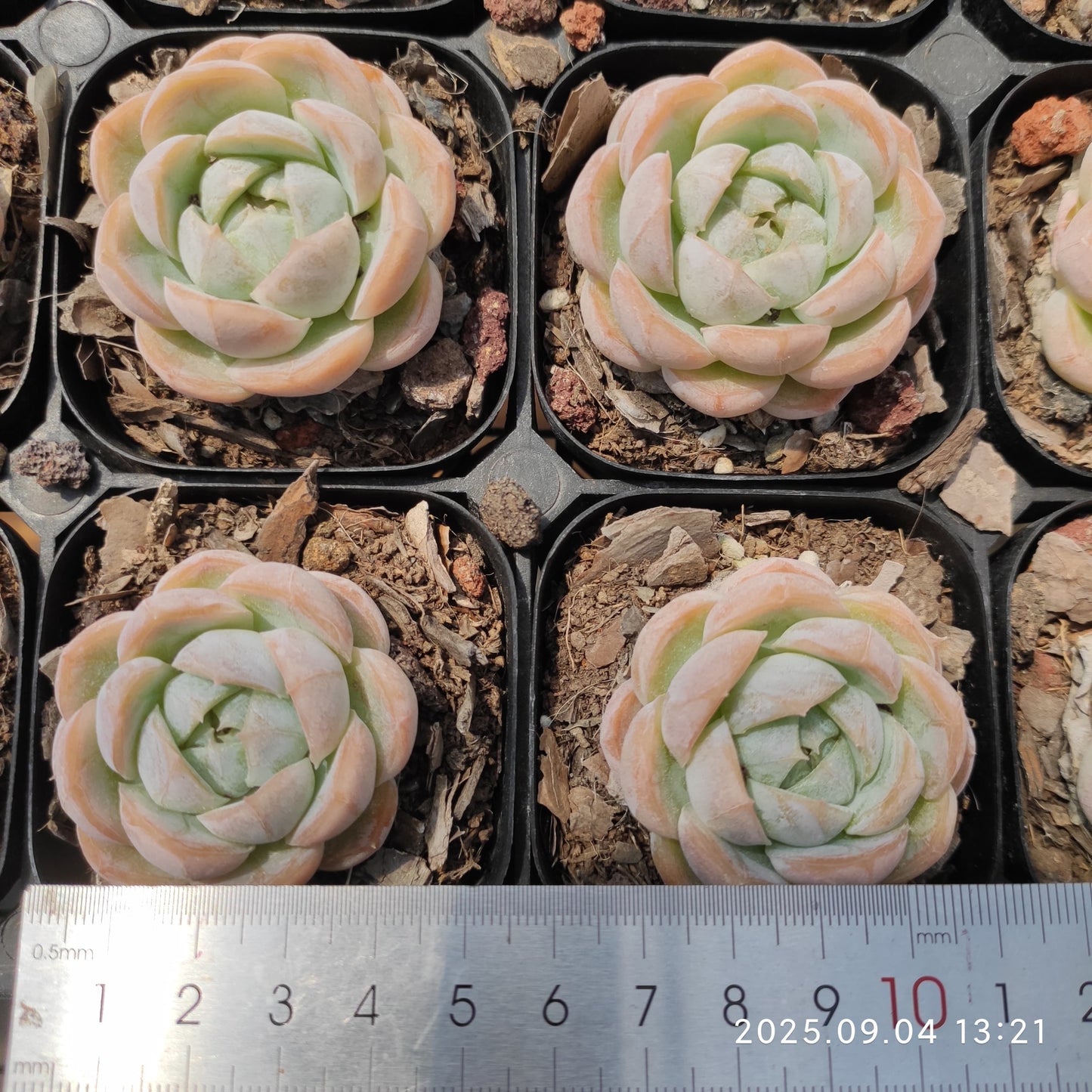 MMY1238 マキアート(6.3cm pot)