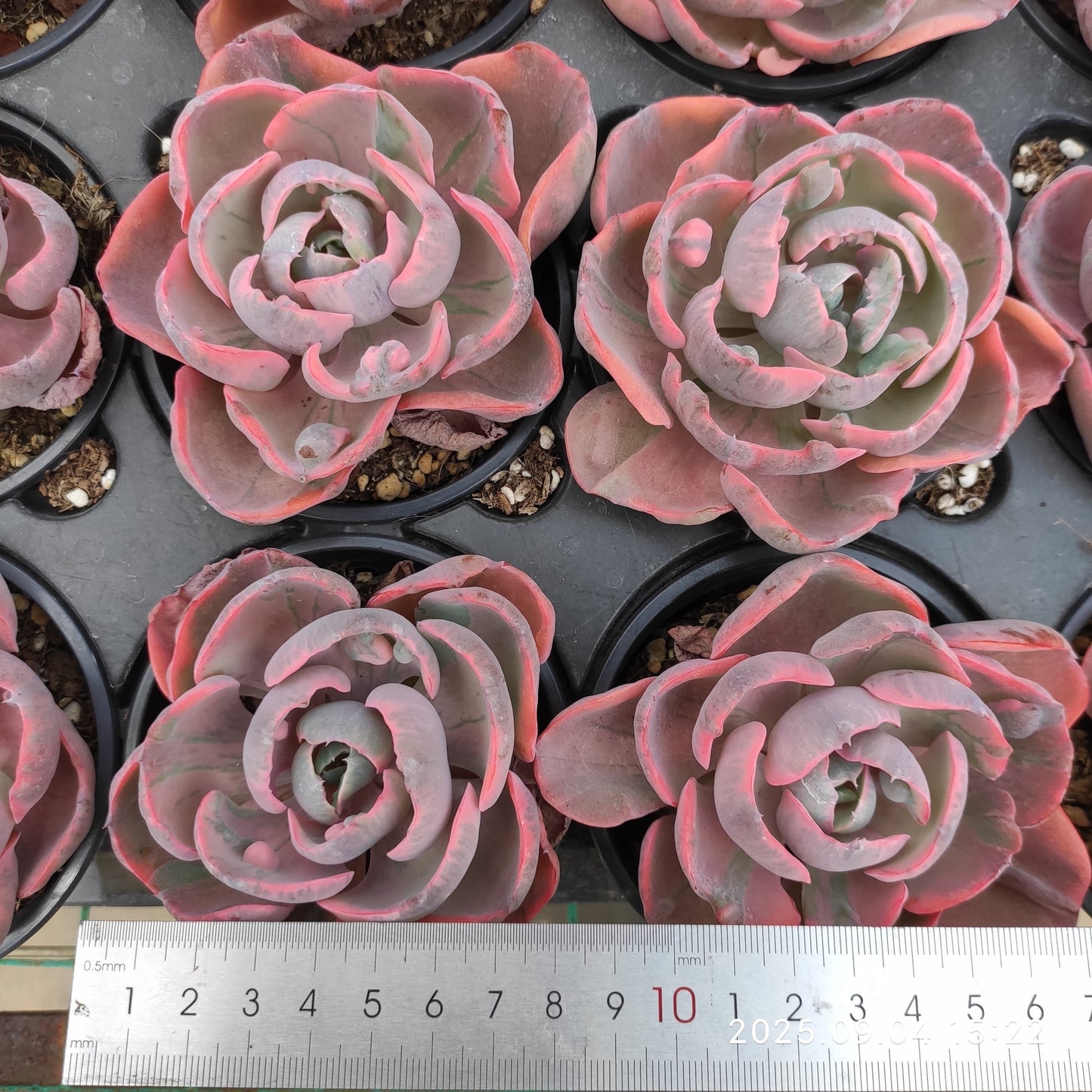 MMY561 ハートディライト錦(9cm pot)