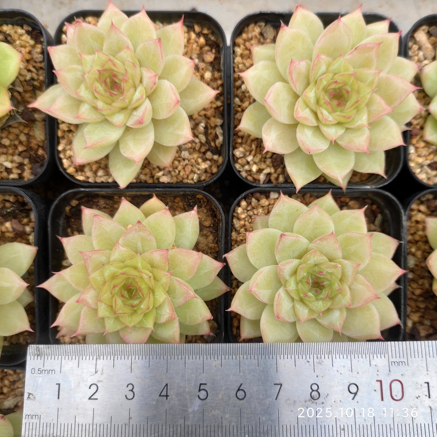 16198 エメラルド(5.5cm pot)