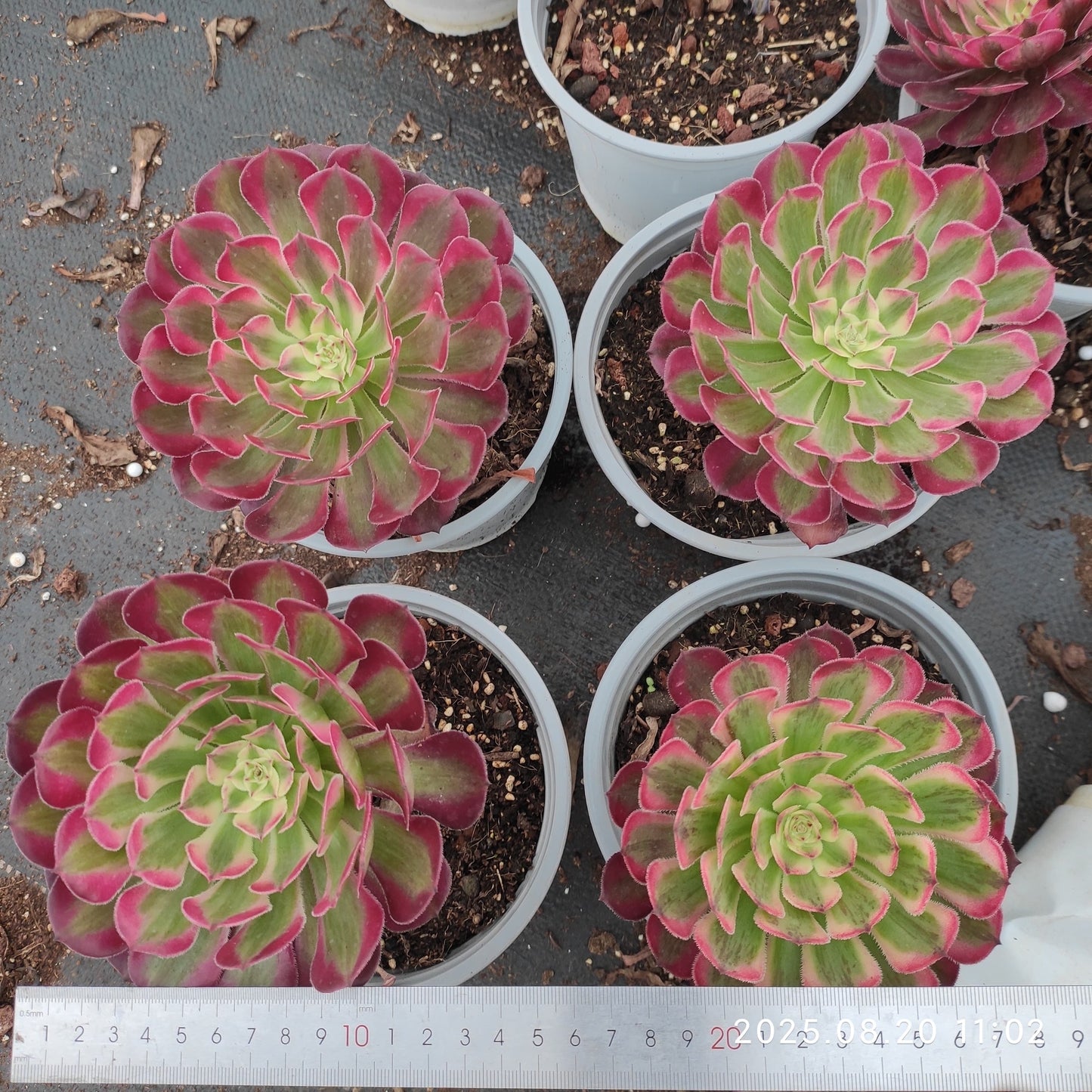 YF416 アエオニウム ガーネット (15cm pot)