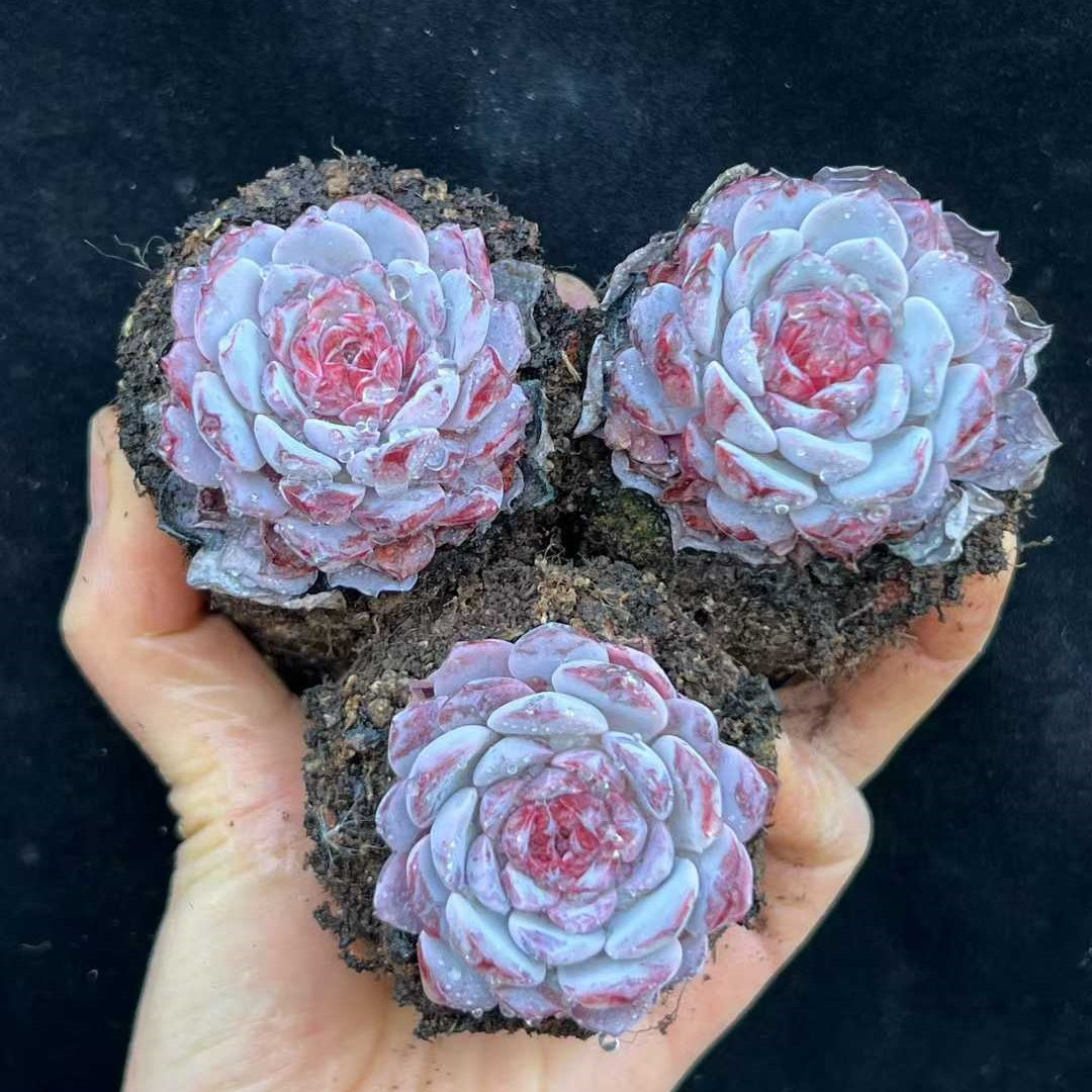 23990 ローイー x ラーファイト