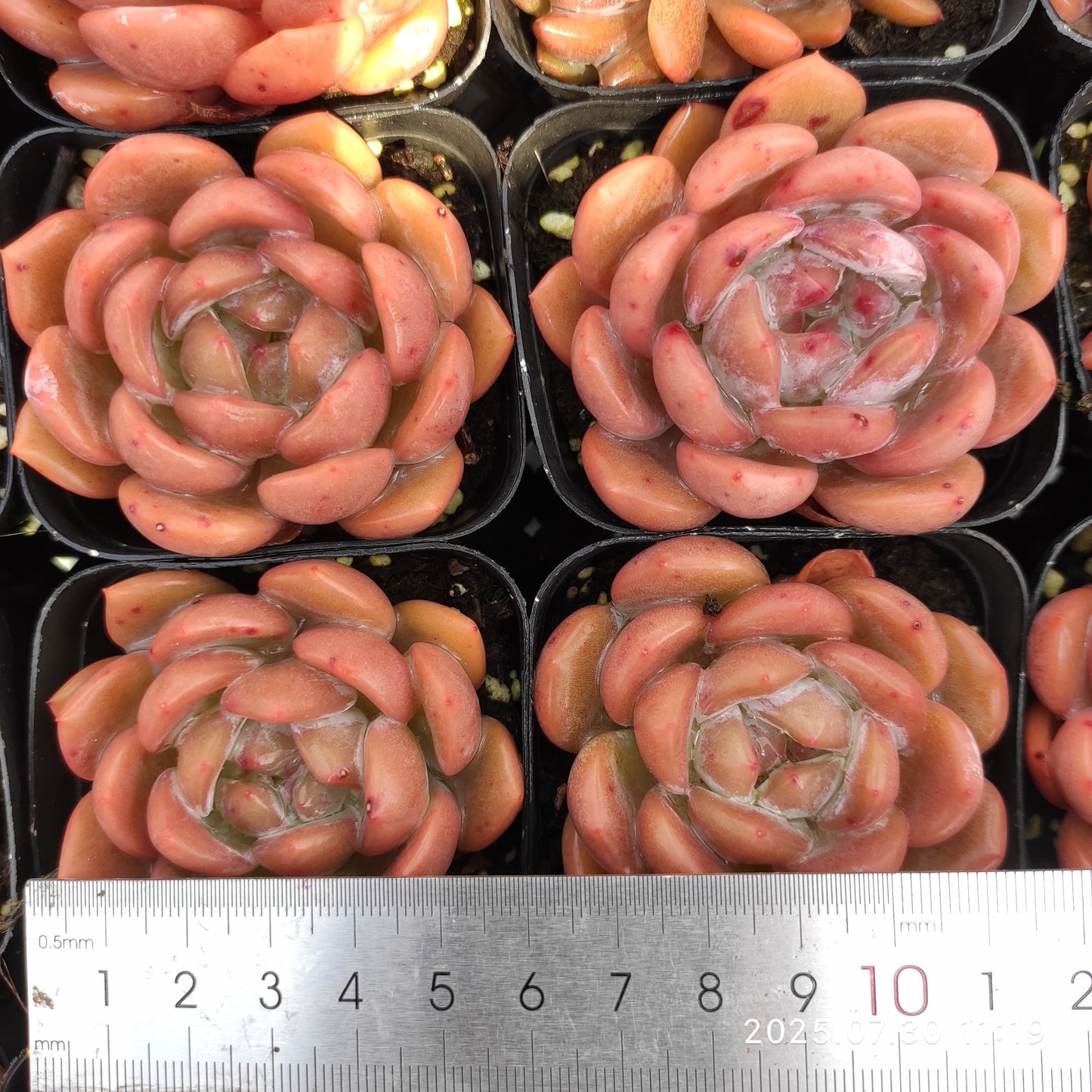 QN835 アリエル(7cm pot)