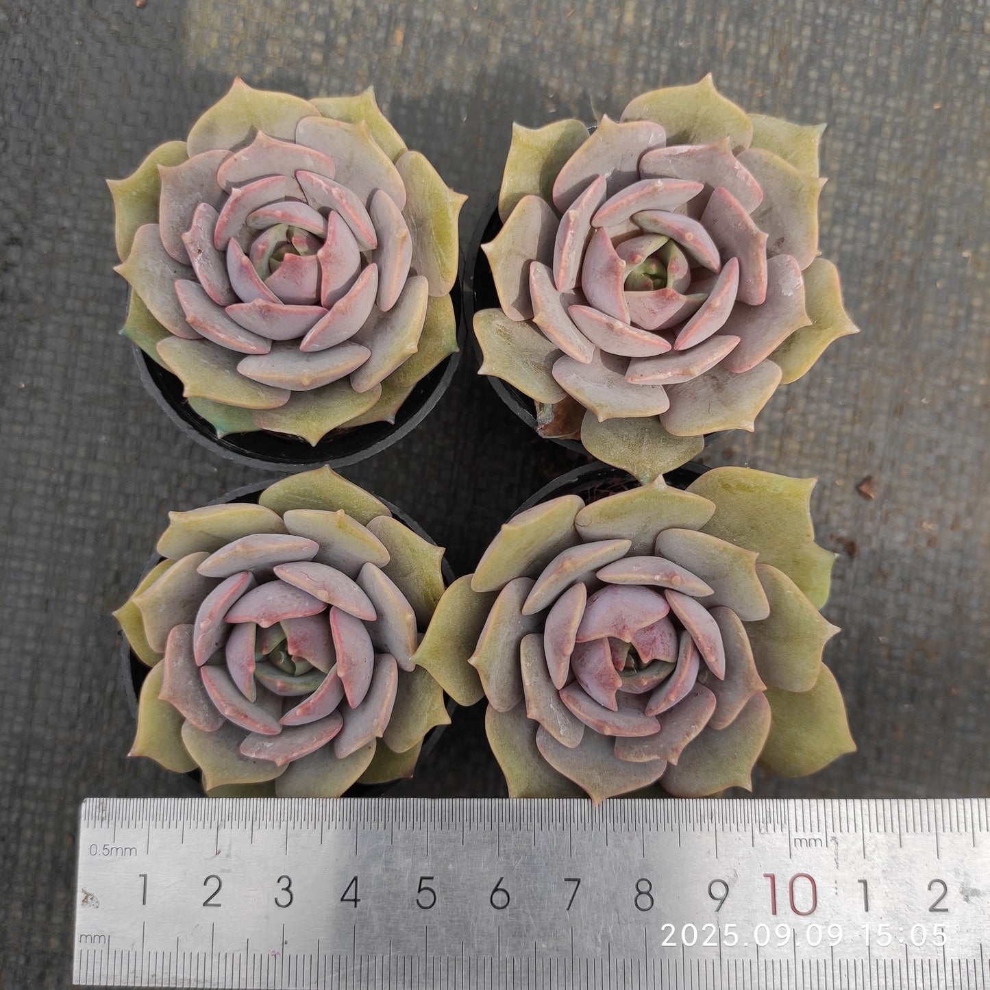 MMT742 ピンクバタフライ (5.5cm pot)