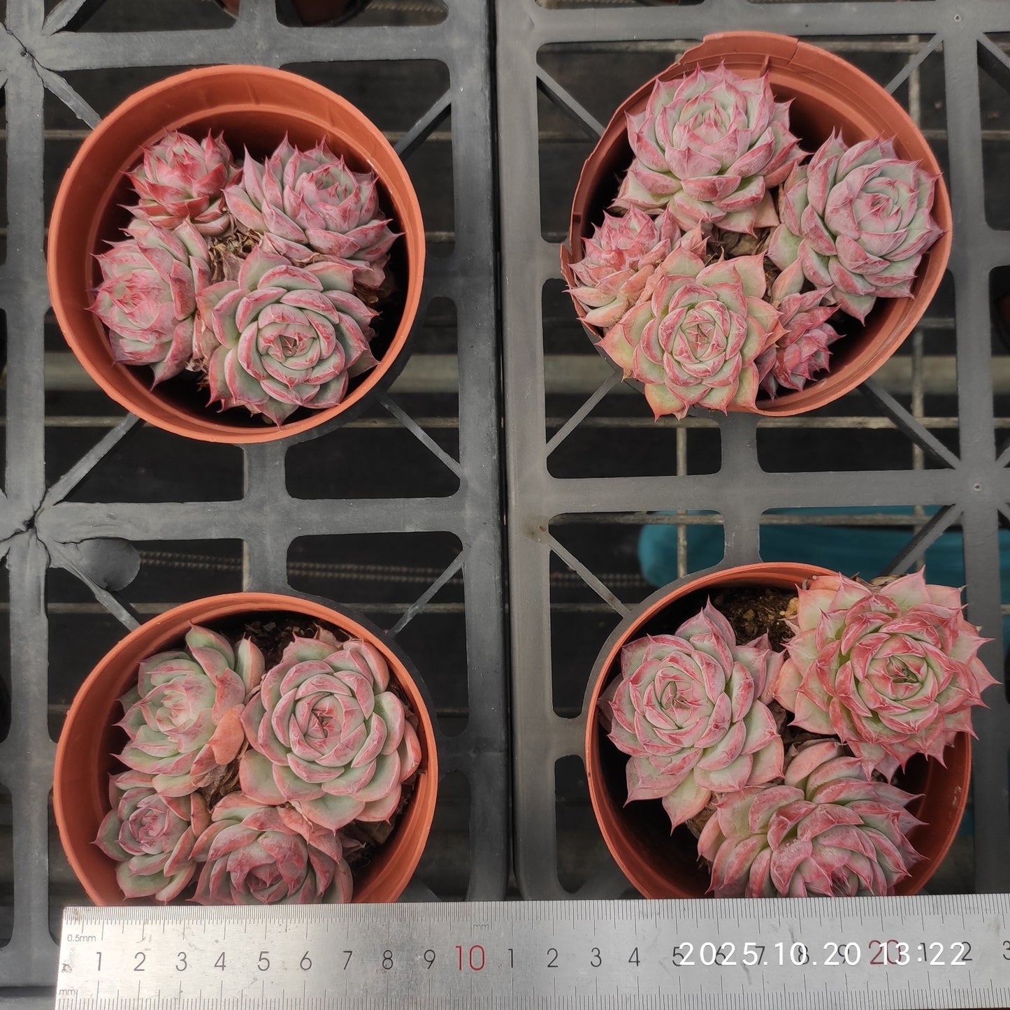 21850 シルエット(12cm pot)