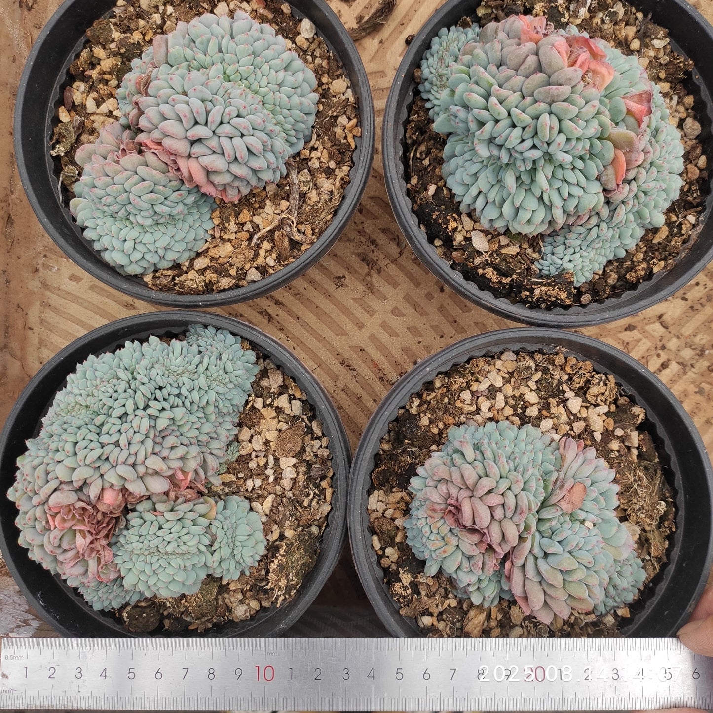 ZX247 ホワイトファット綴化(16cm pot)