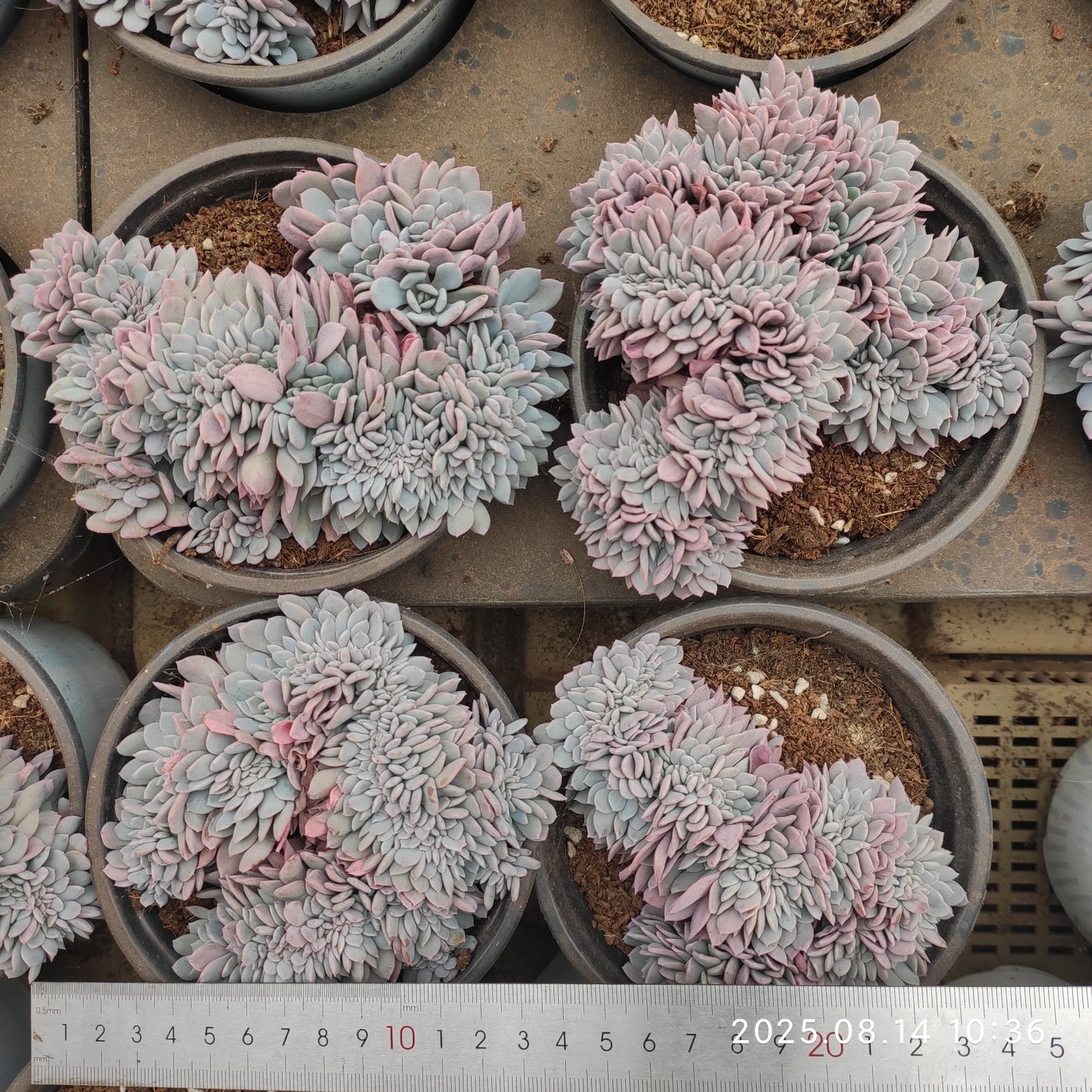 YS267 ベゴニア綴化(12cm pot)
