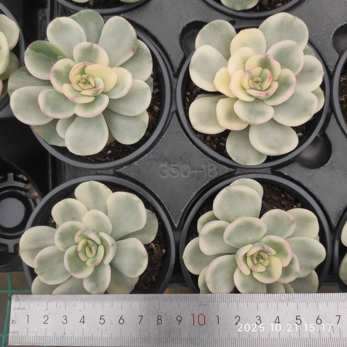 21945 フレンドシップ錦(9cm pot)