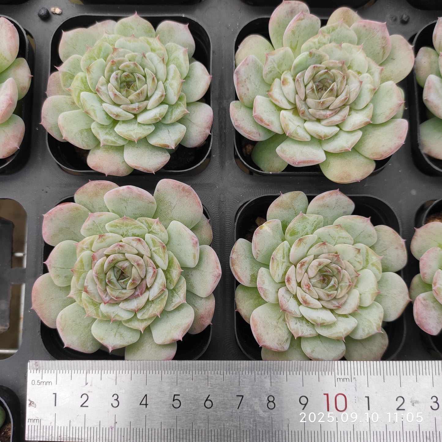 HG061 アメイジング グレース x サロモン(7cm pot)