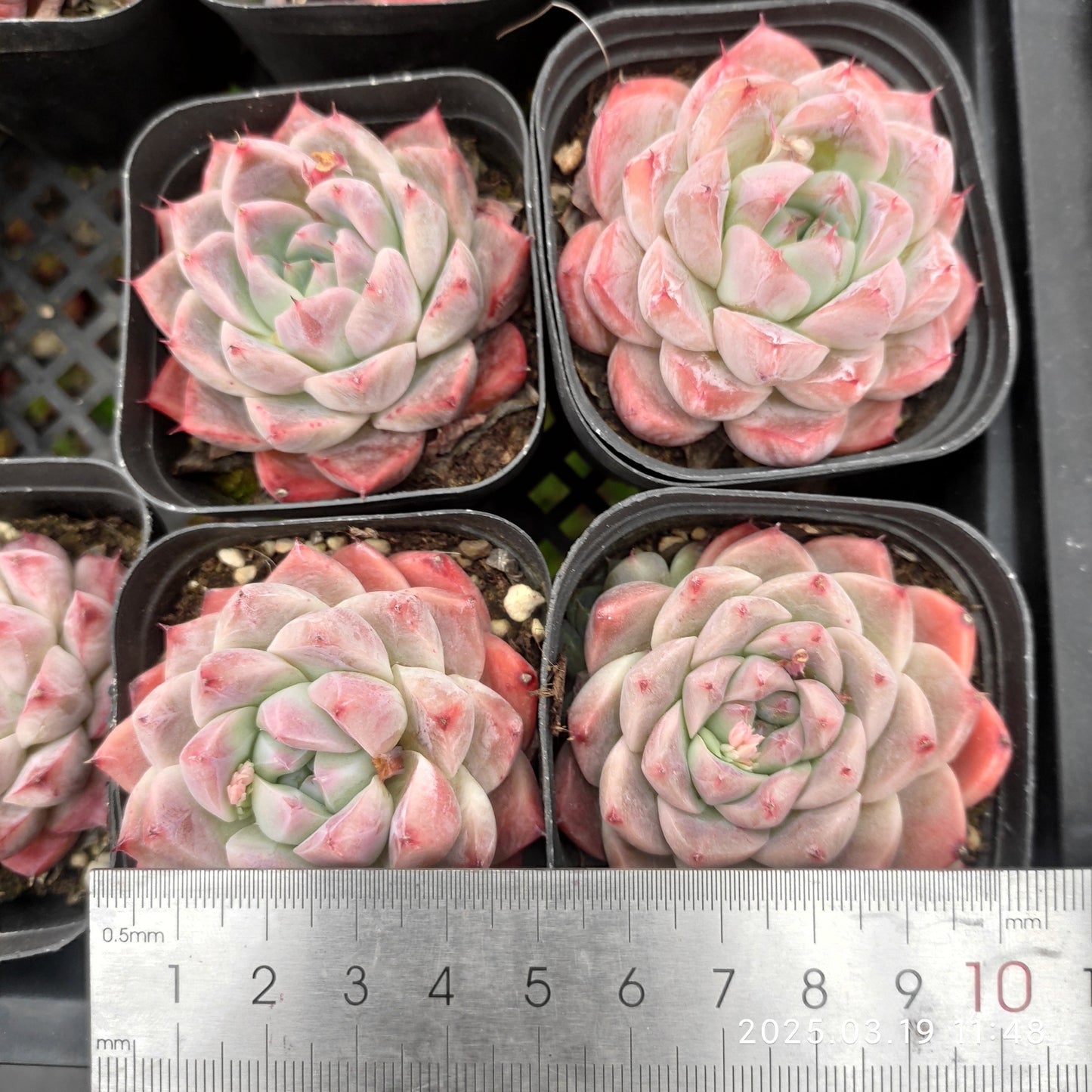 QN360 アルバビューティー(6.5cm pot)