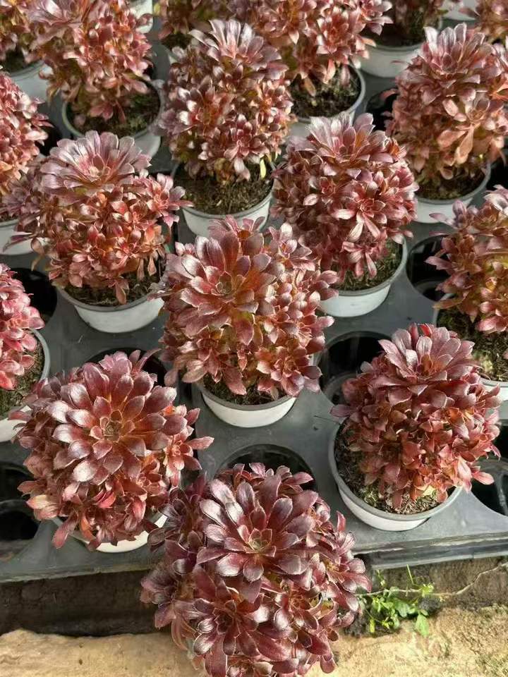 263641 プラム パーディー