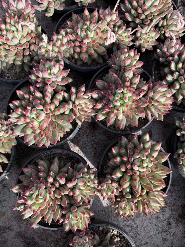 26535 コーンポッピー