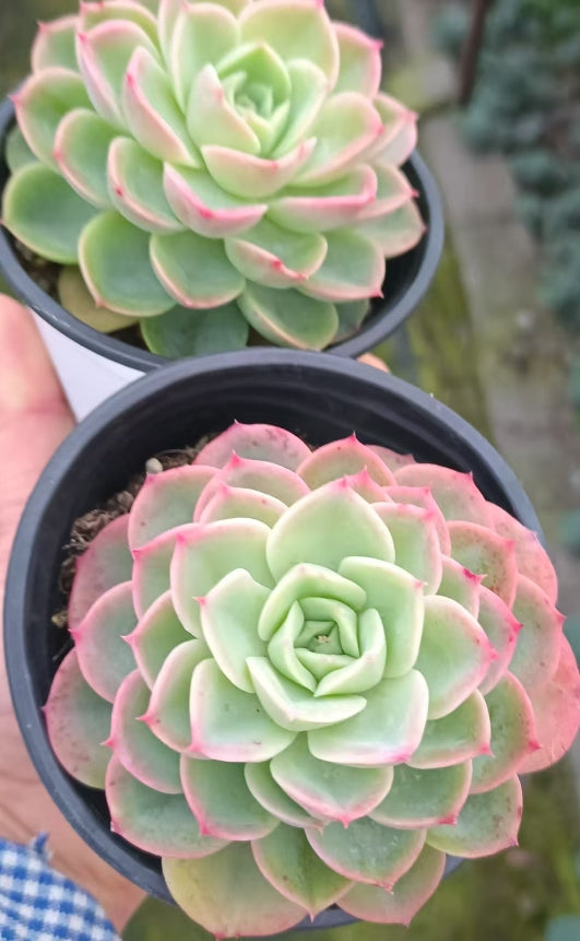 BL1642 メロン(9cm pot)