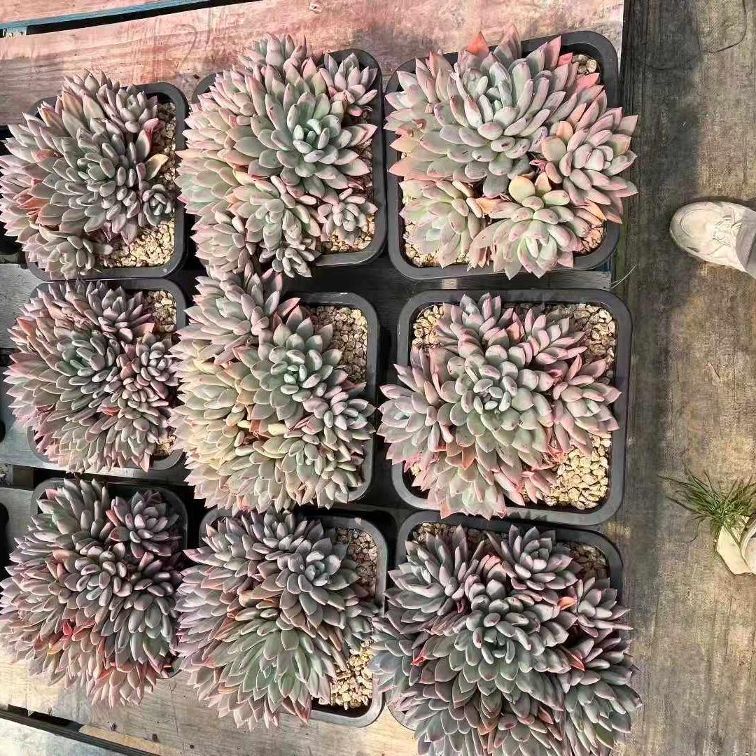 360029 コンステレーション