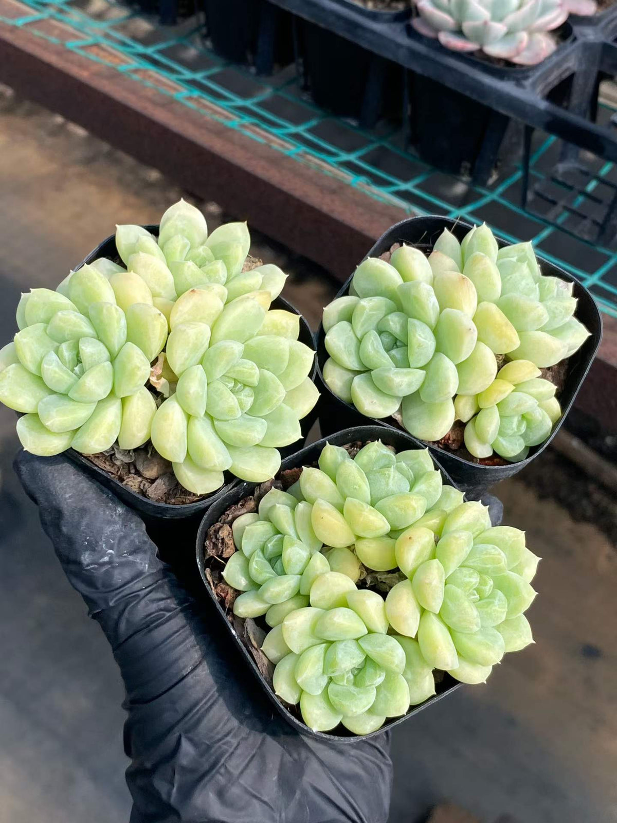 24850 クリームビューティー