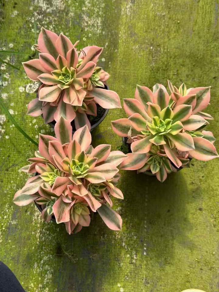 263681 アエオニウム メープルリーブス