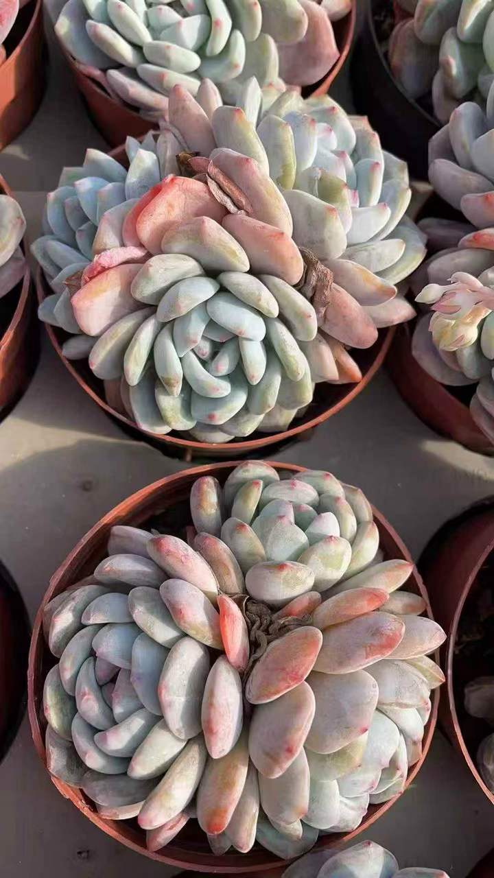 263111 オレンジモンロー