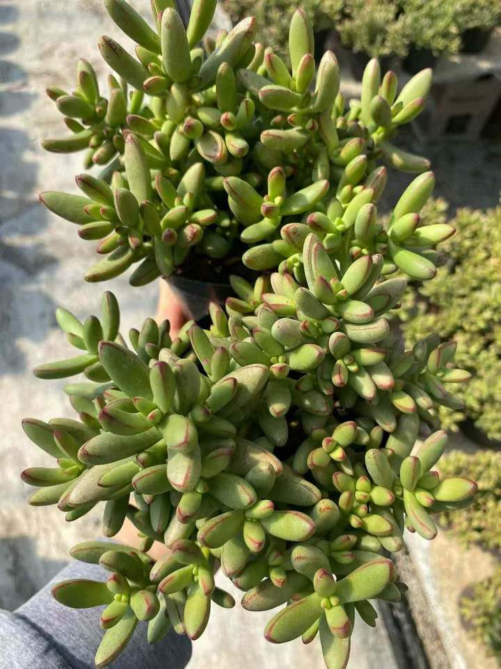 26597 ヌディカウリス var. ヘレイ