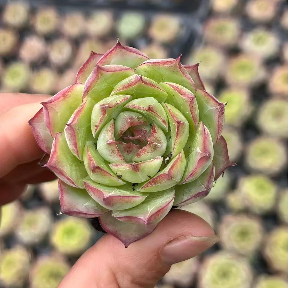 BL1990 エムラルド クイーン(3cm pot)