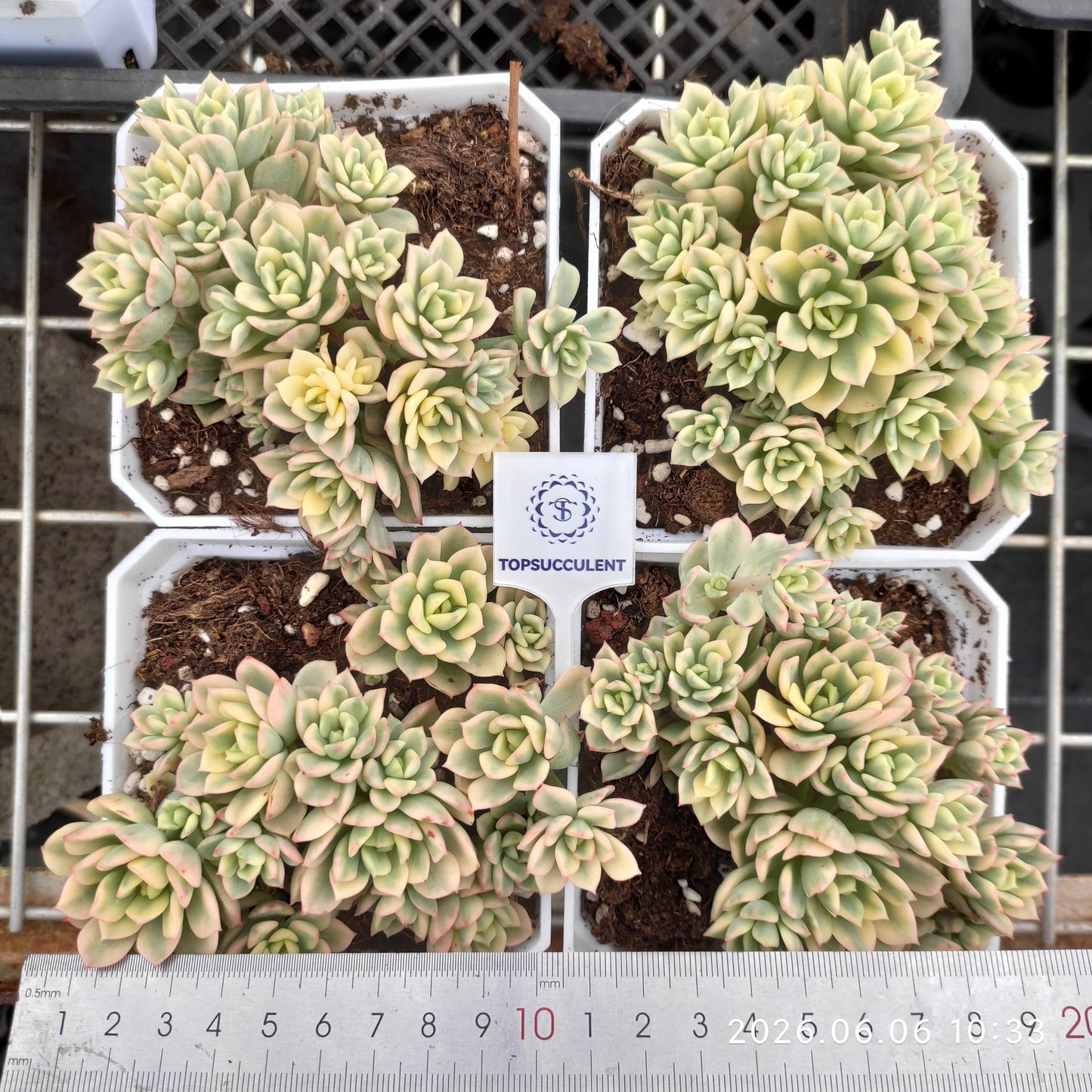 362958 ビクター 錦