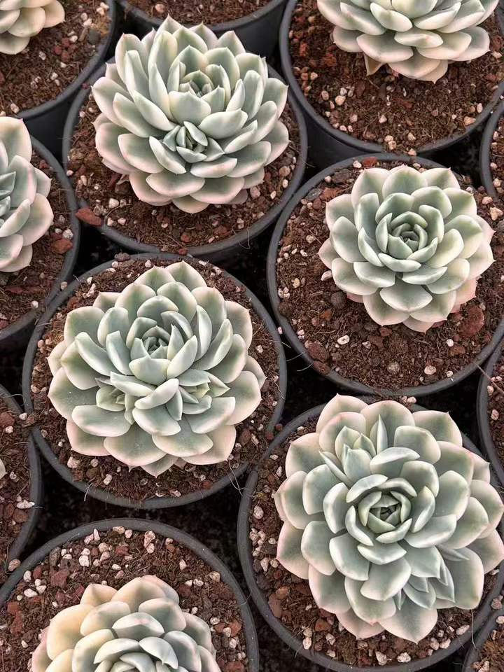 T26449 ムーン フェアリー錦