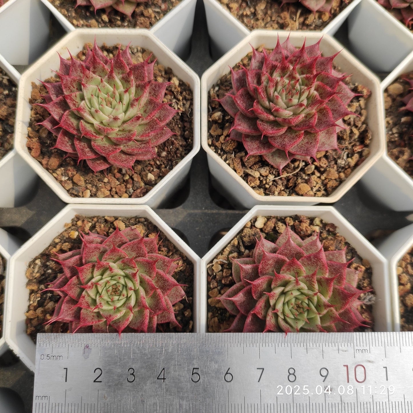 WWA261 キークーチー(7cm pot)