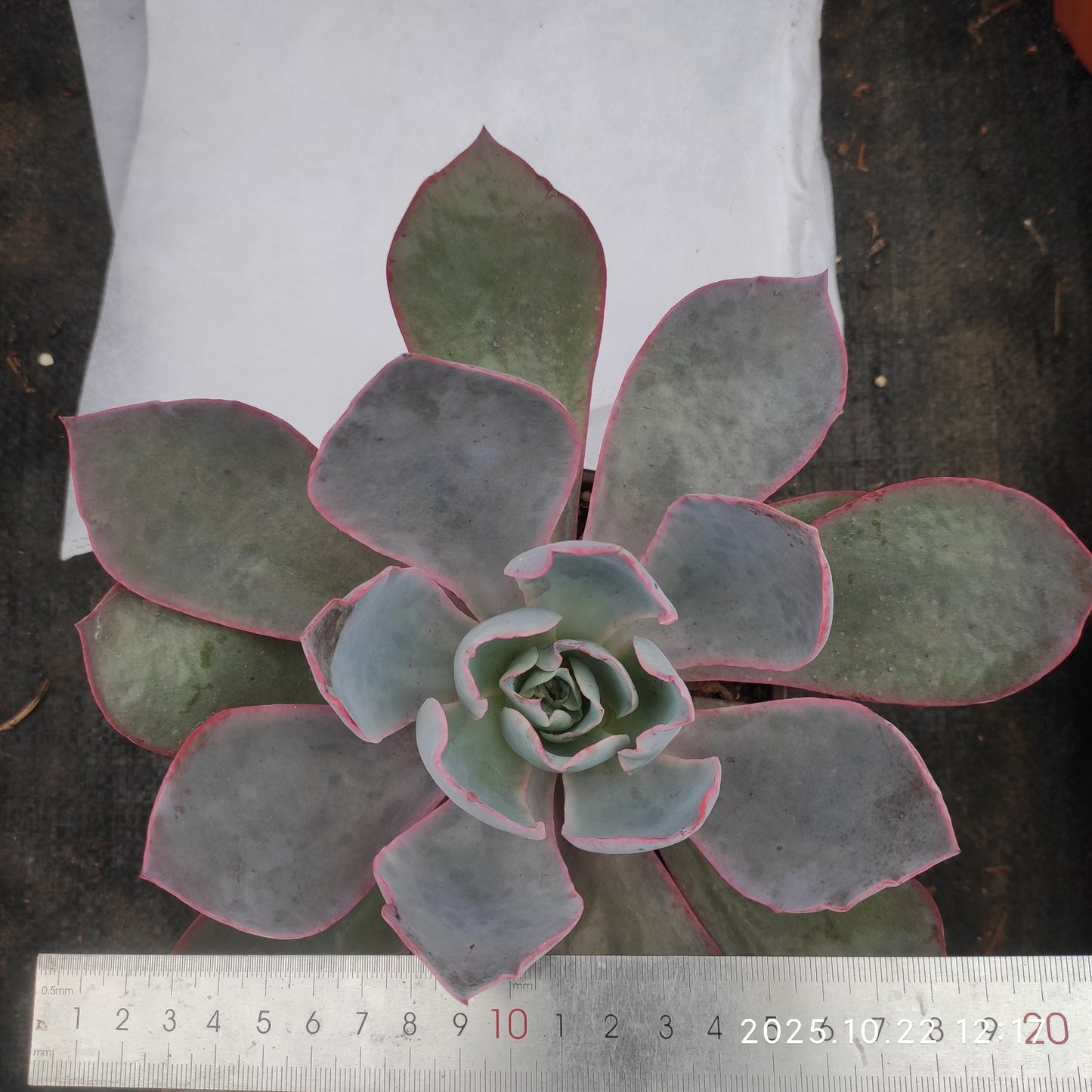 BC037 アフターグロー(18cm pot)