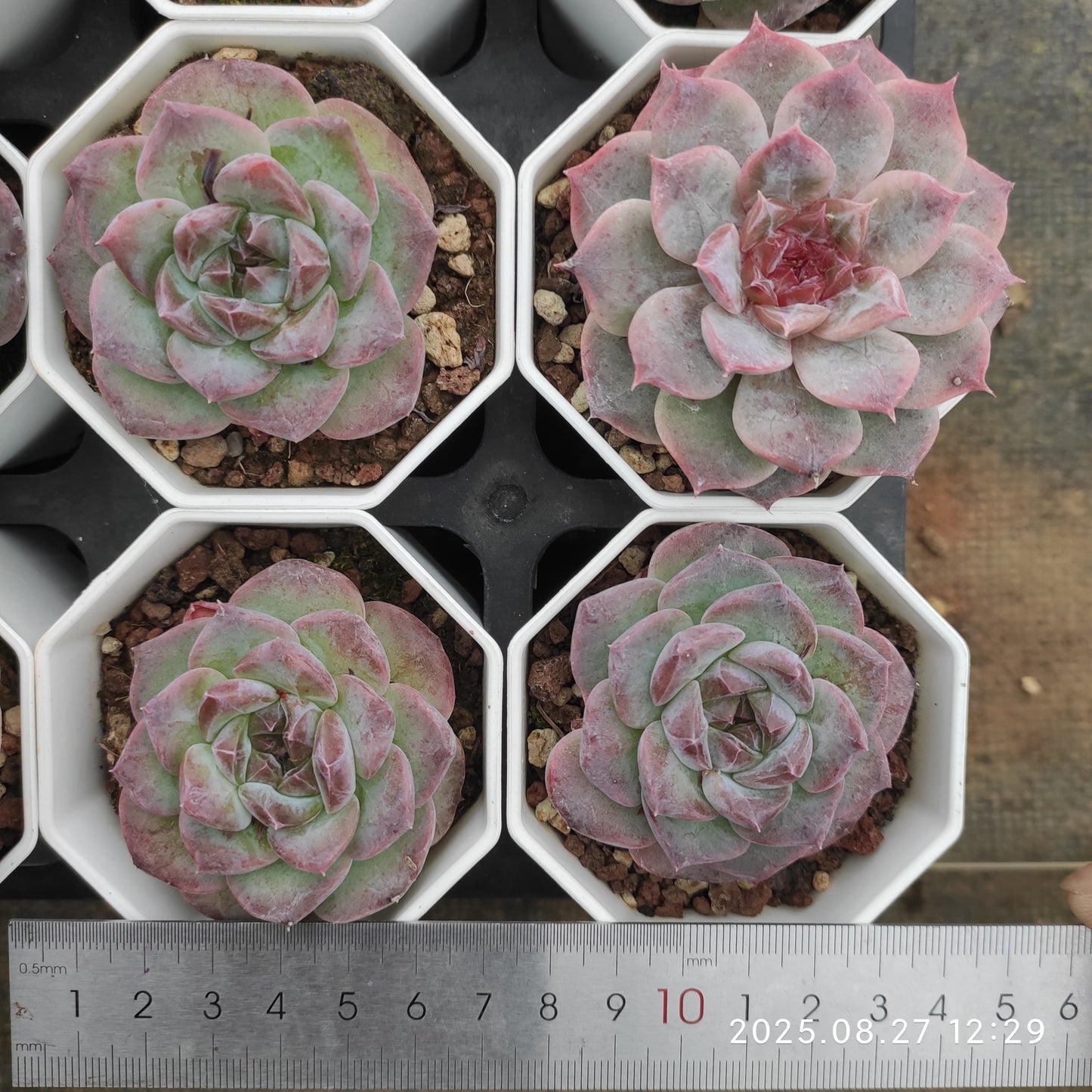 XQ1423 アイス スピリットHyb(7cm pot)