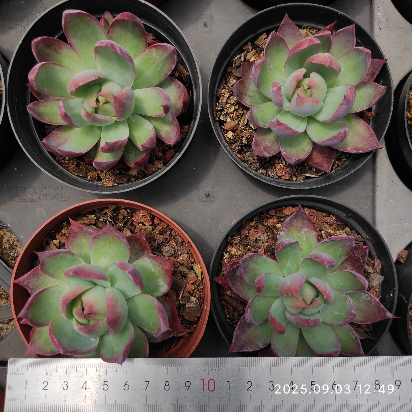 ZZA343 カシオ(11cm pot)