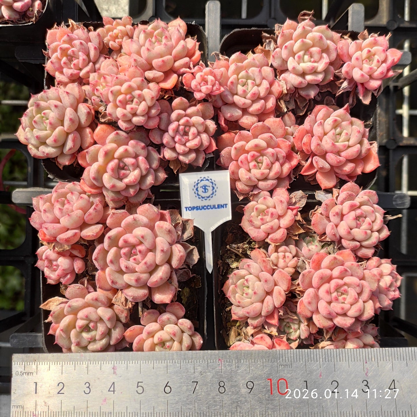 24706 キュートバブル