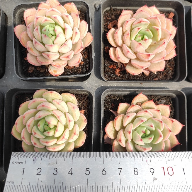 YBB241 ローズ ウマン x ベンバディズ(50cm pot)