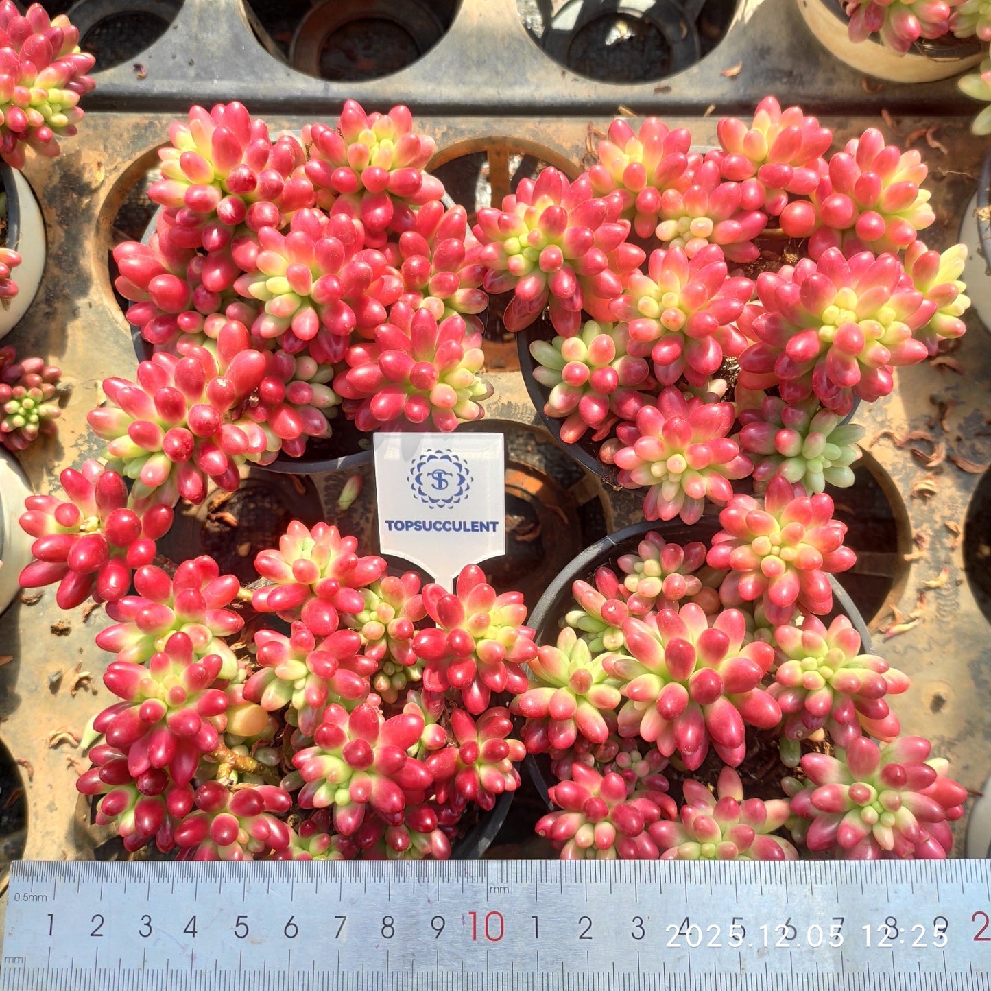 23175 クラウセン錦(9cm pot)