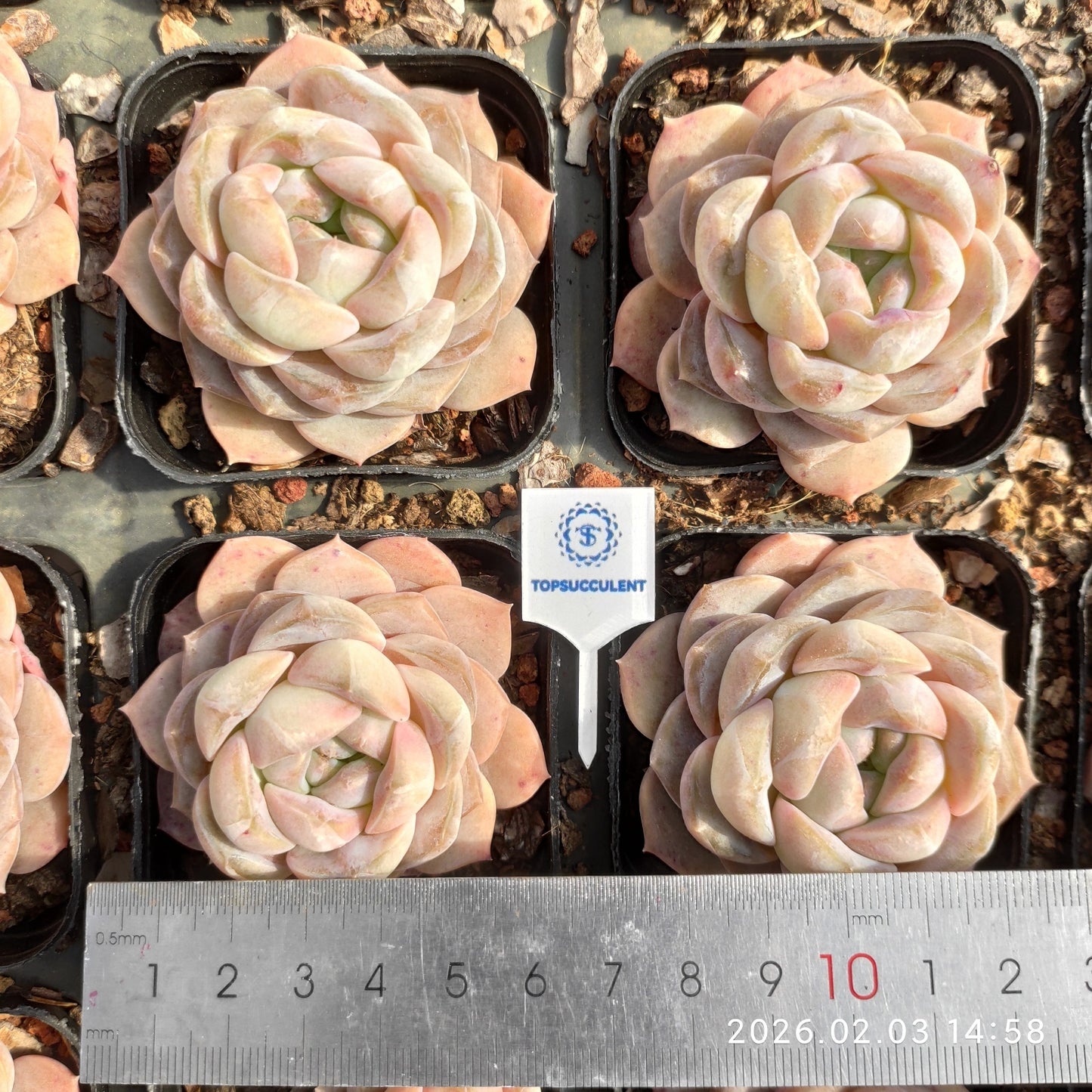 25691 アイスド アメリカーノ