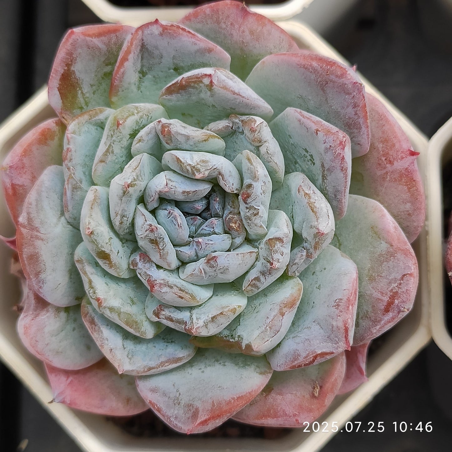 NGN035 ブライト ラブ (7cm pot)