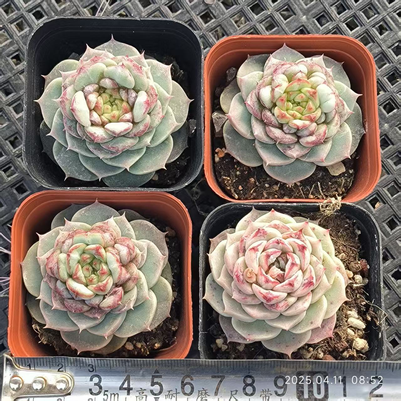RDD077 レッドベルベット (6.5cm pot)