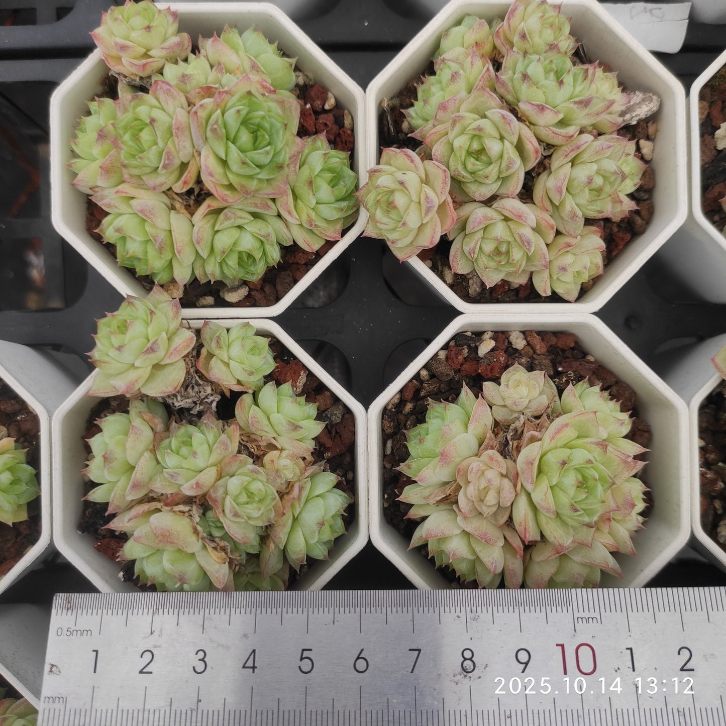 20562 クイーン(7cm pot)