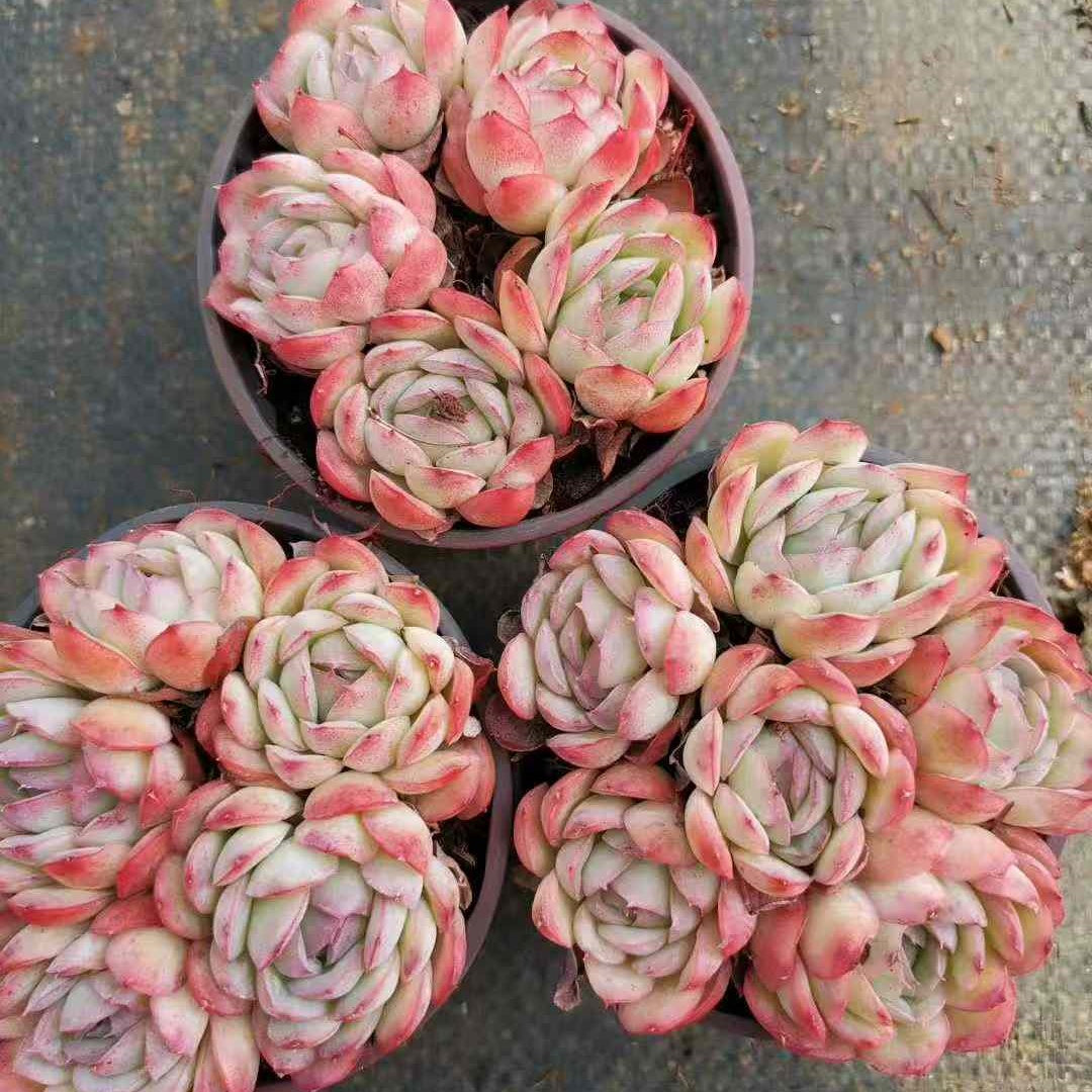 23569 ストロベリーアイス(9cm pot)