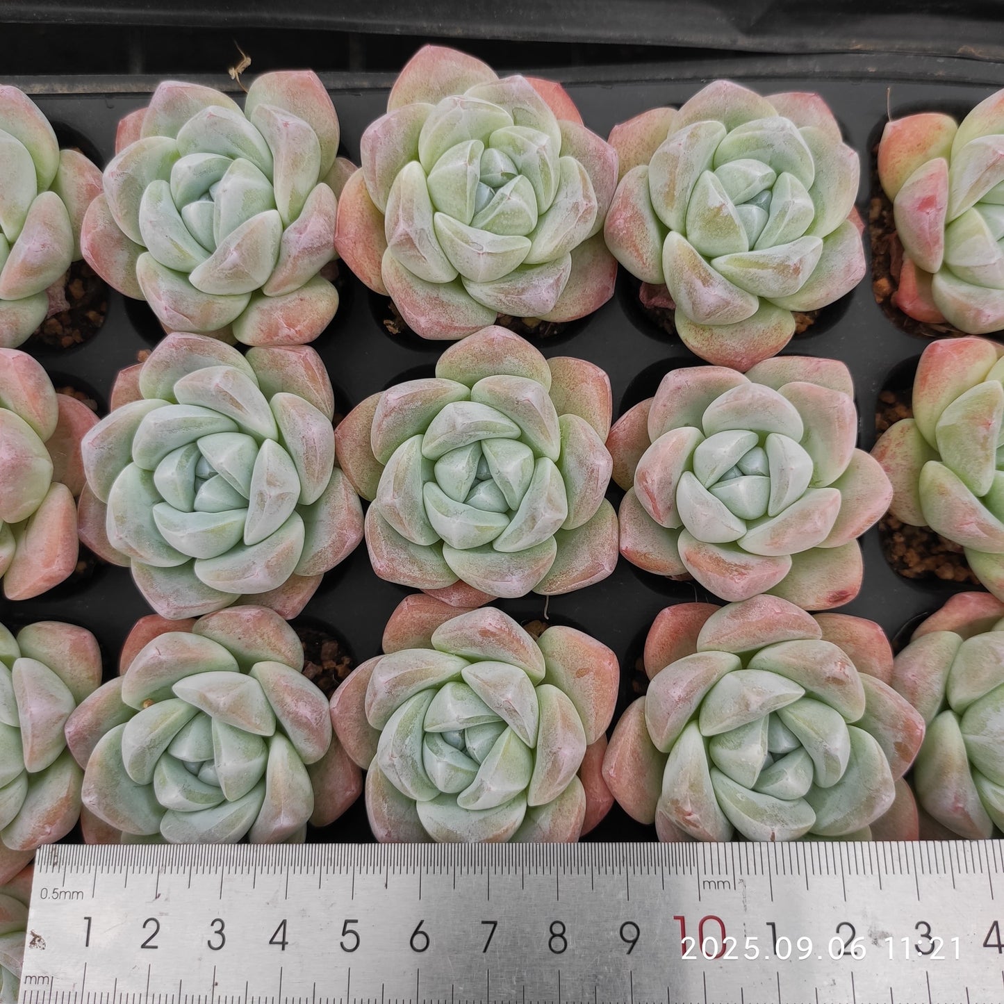 RC151 アイスグリーン(3cm pot)