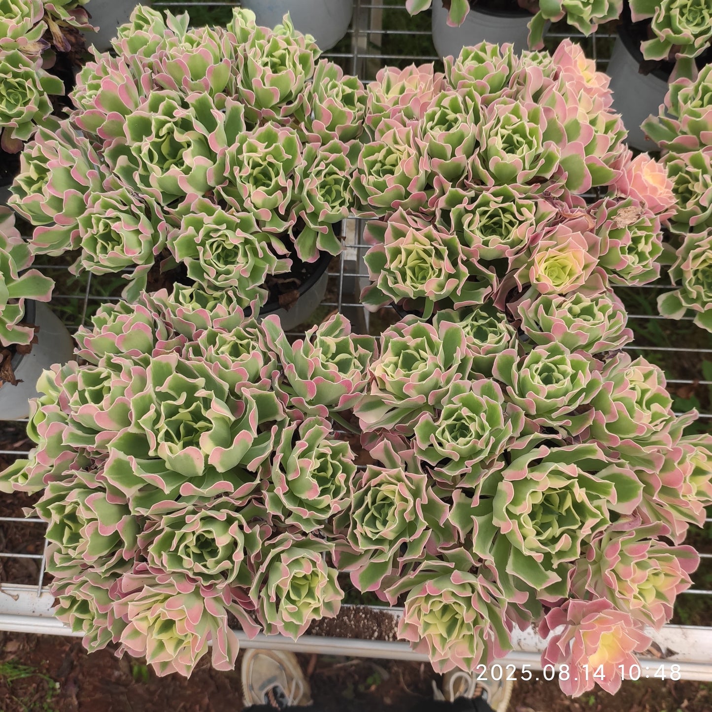 YS273 アエオニウム リバーストーンズ(17cm pot)