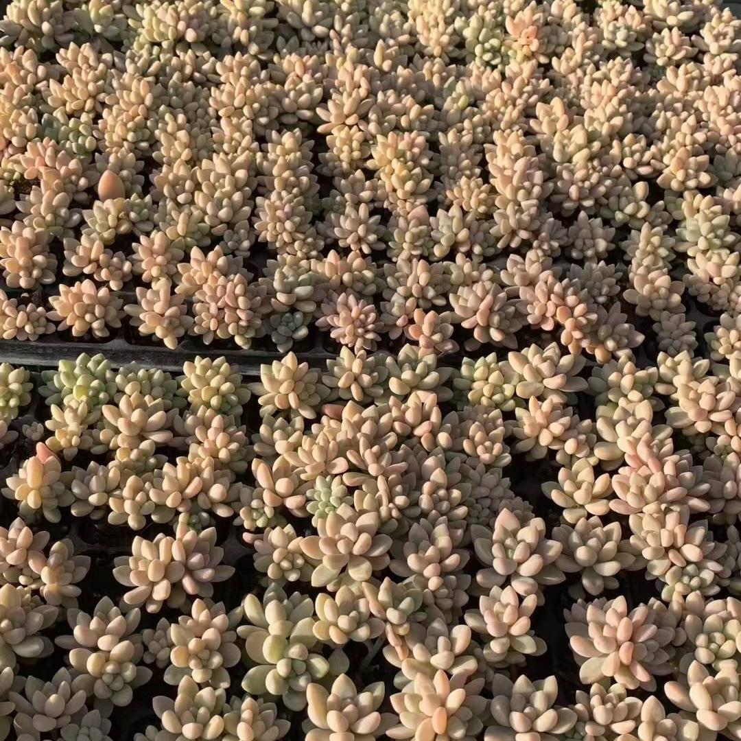 23450 チーズケーク(3cm pot)(ポット苗)