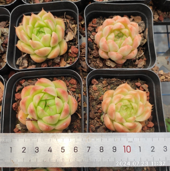 ZZA121 マルガン(7cm pot)