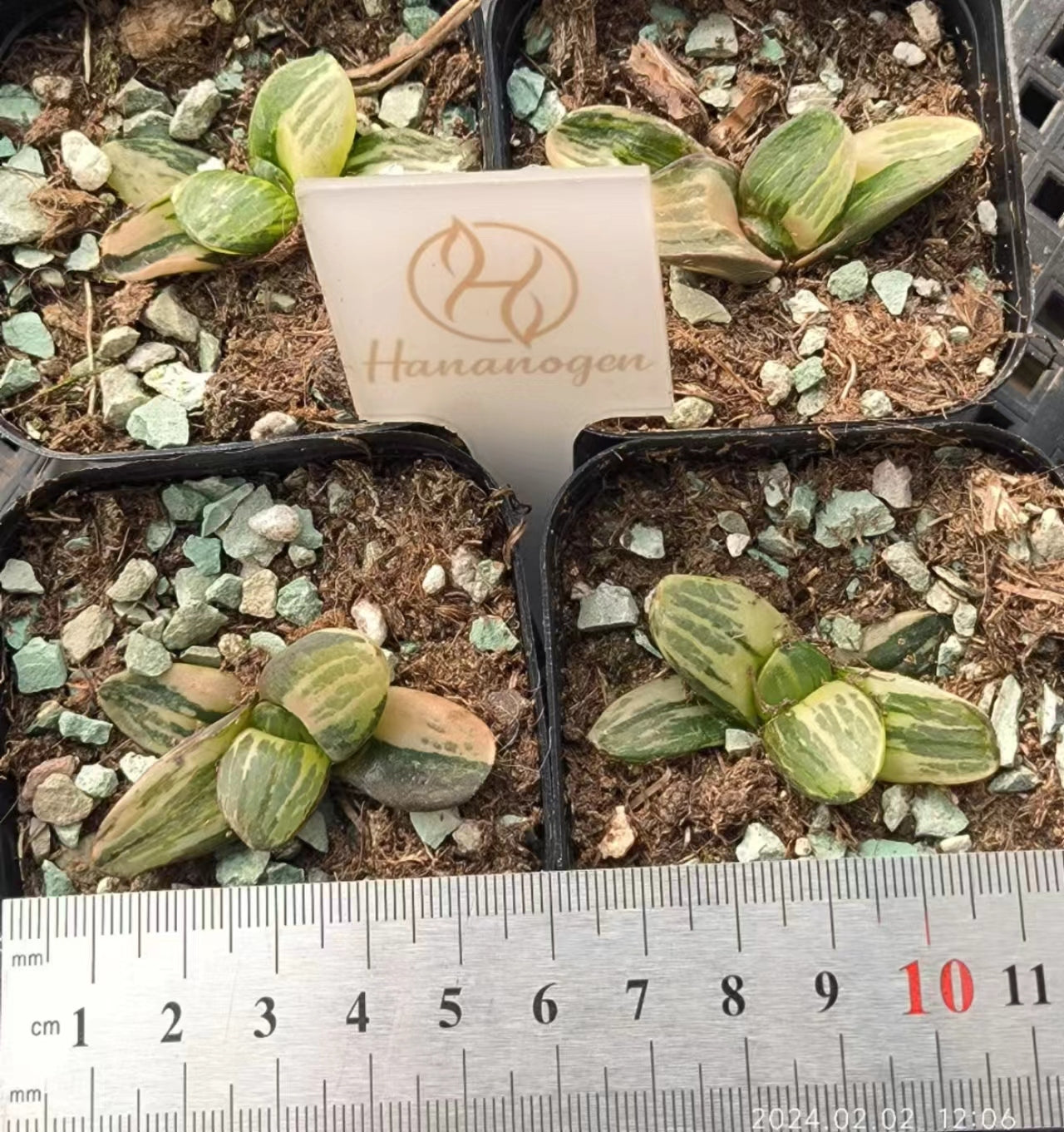 7355 スプリングボクプラケンシス錦