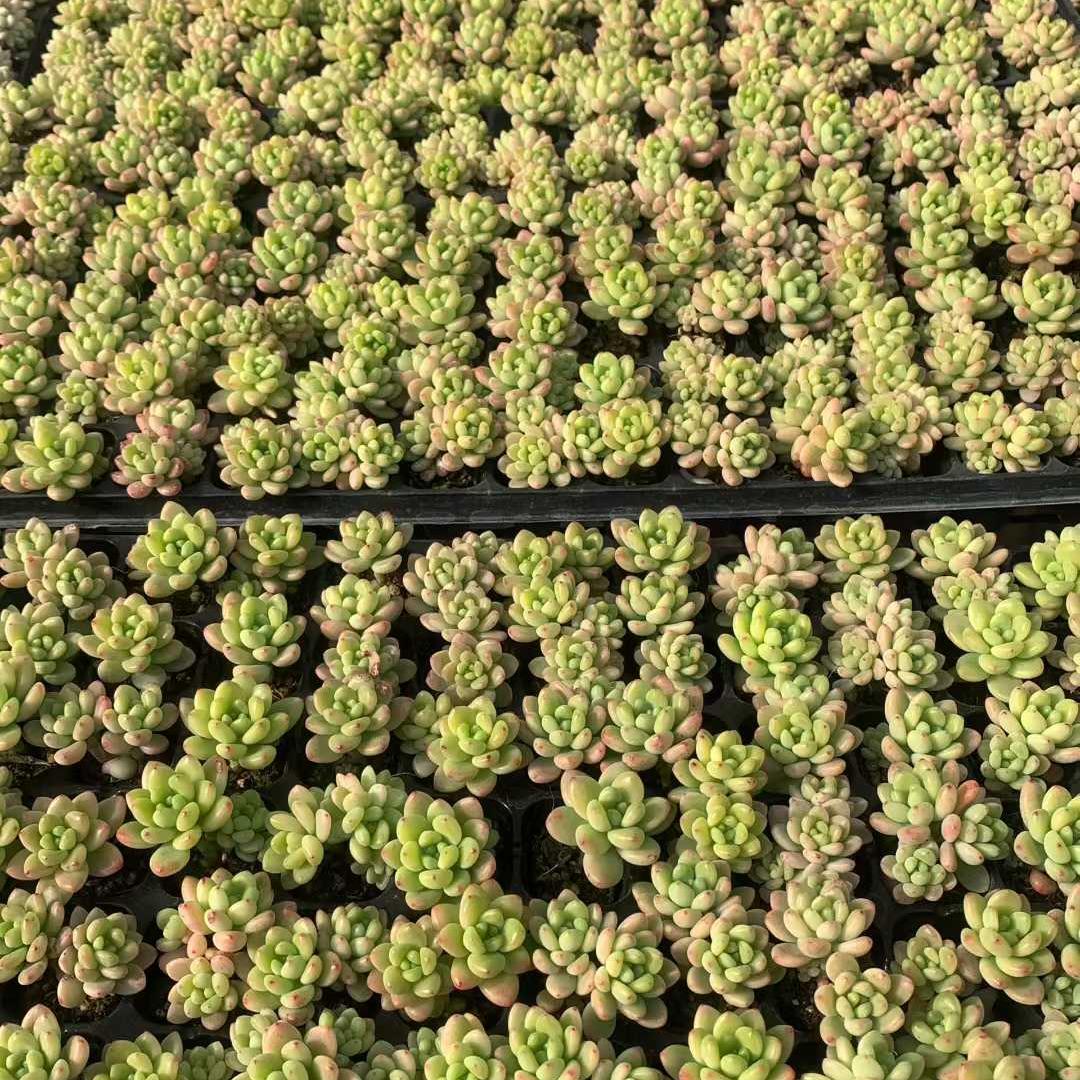 25450 シャングリラ