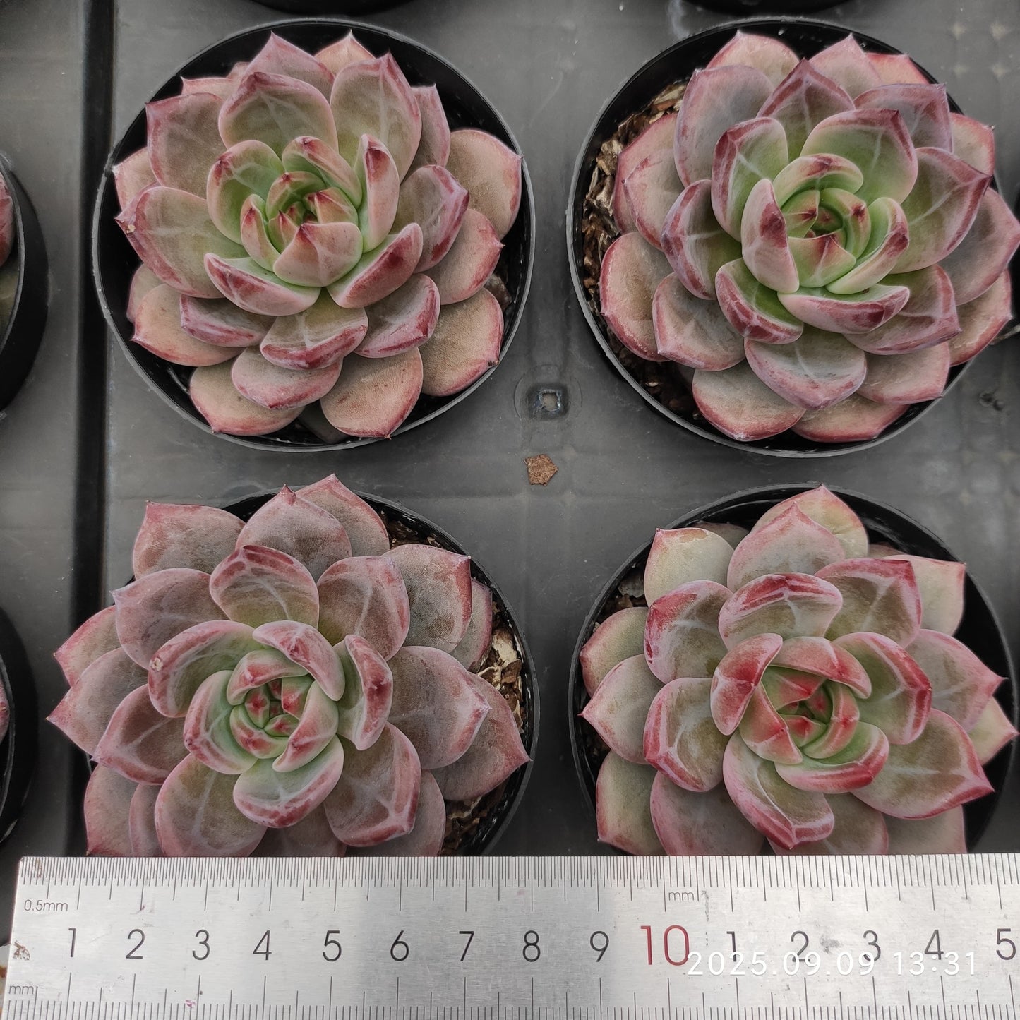 MMT840 デアデビル(9cm pot)