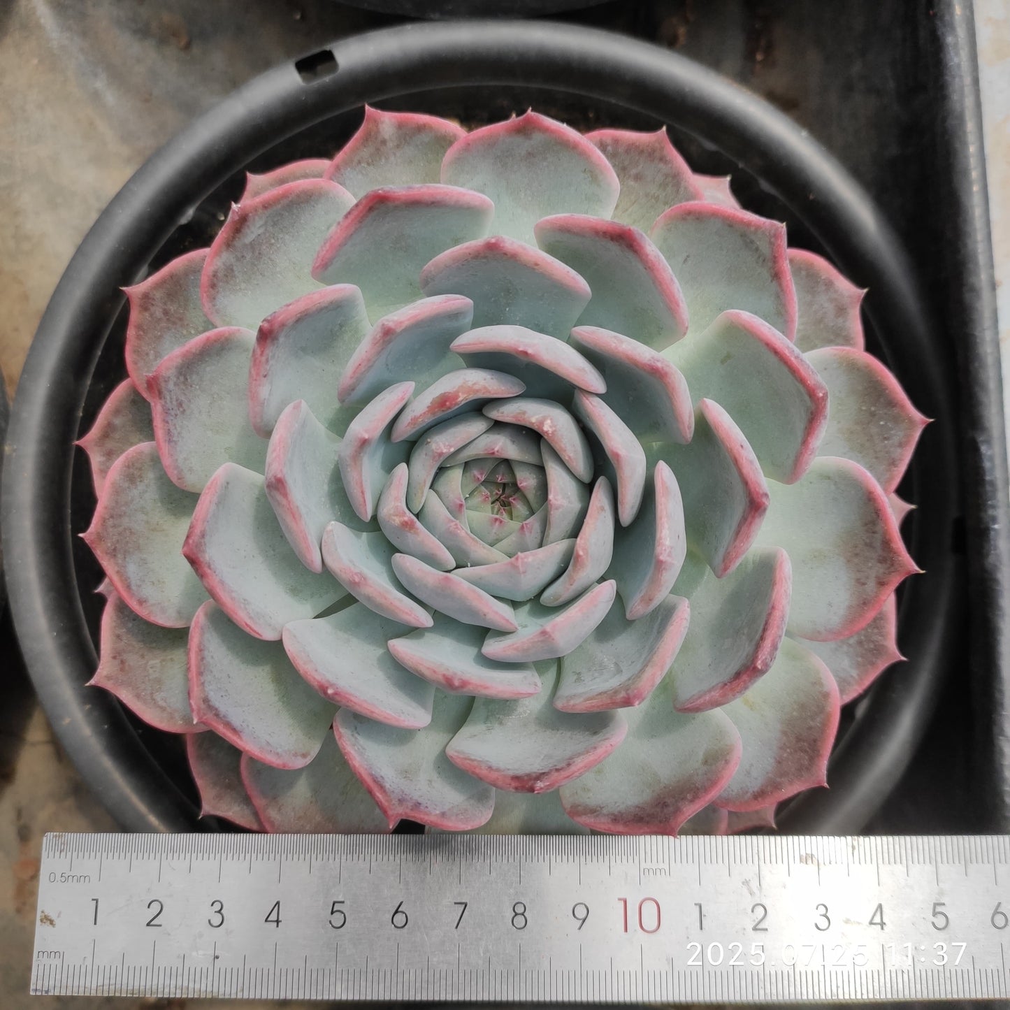 NGN770 コーローラッターHyb(18cm pot)
