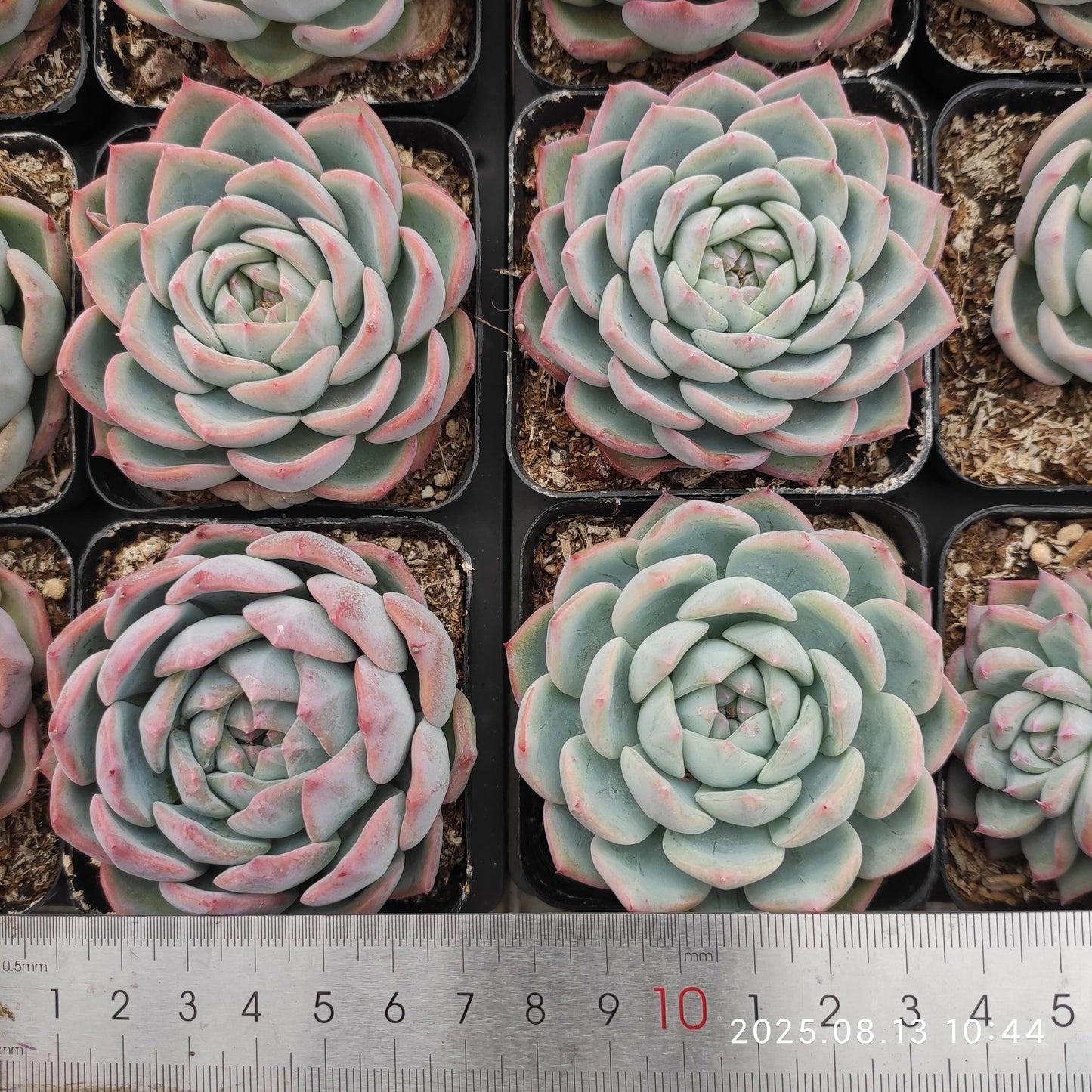 LB024 ウォーター ドリームHyb(7cm pot)